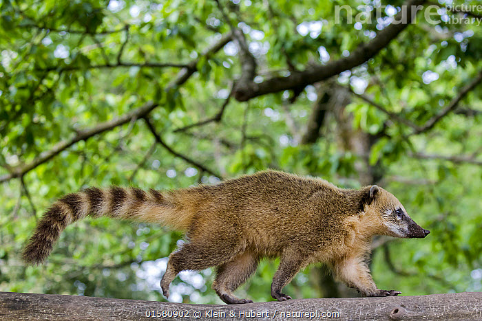 South American Coati | Dan Kuso's Heaven Wiki | Fandom