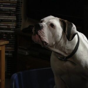 Bronson Eastenders Wiki Fandom