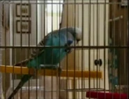 Stan Porter's Budgie (Pat and Mo).jpg (118 KB) Stan Porter's Budgie (Pat and Mo)