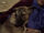 Albert (dog)
