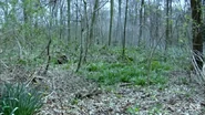 Woodland area