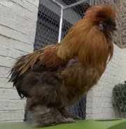 David Peckham (August 2025)