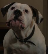 Bronson (21 November 2017)