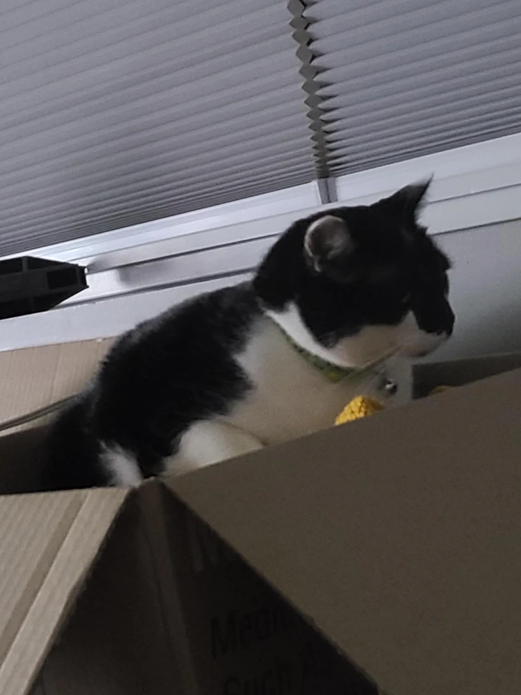 Why is my cat sleeping in a box full off stuff Fandom