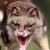Evilquoll