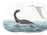 Fintail