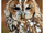 Tawny Owl