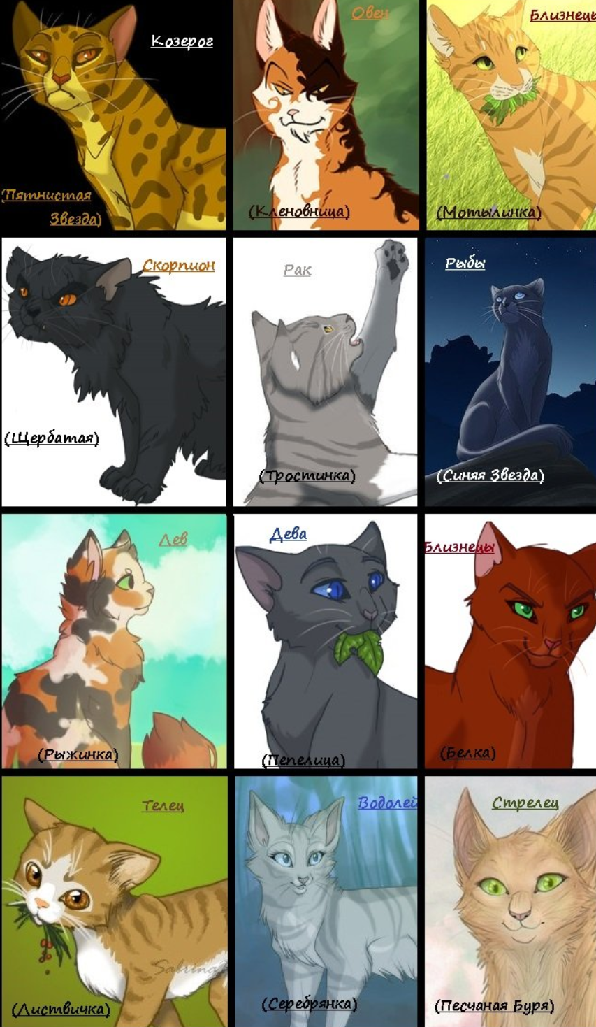 Коты Воители персонажи с именами