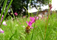 Wild flowers and a bee on St. Marys Green