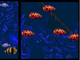 Schooling Fish