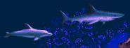 Grey Shark in Ecco: The Tides of Time.