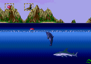 Grey Shark at Seal Rocks in Ecco Junior.