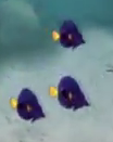 Fish dotf