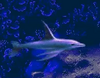 A skyfin.
