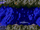 Clam