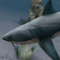 Ecco shark sale