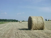 Hay