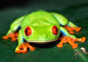 Red-eyed-tree-frog-facts-for-kids.jpg