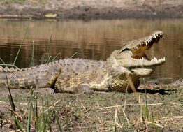 Croc2.jpg