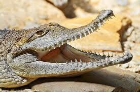 Croc1.jpg