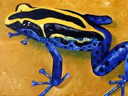 Poison-dart-tree-frog2-jpg.jpg