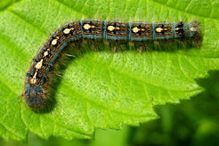 Forest tent caterpillar kt