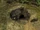Warg Lair