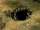 Fissure
