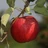 Apple-on-a-tree's avatar