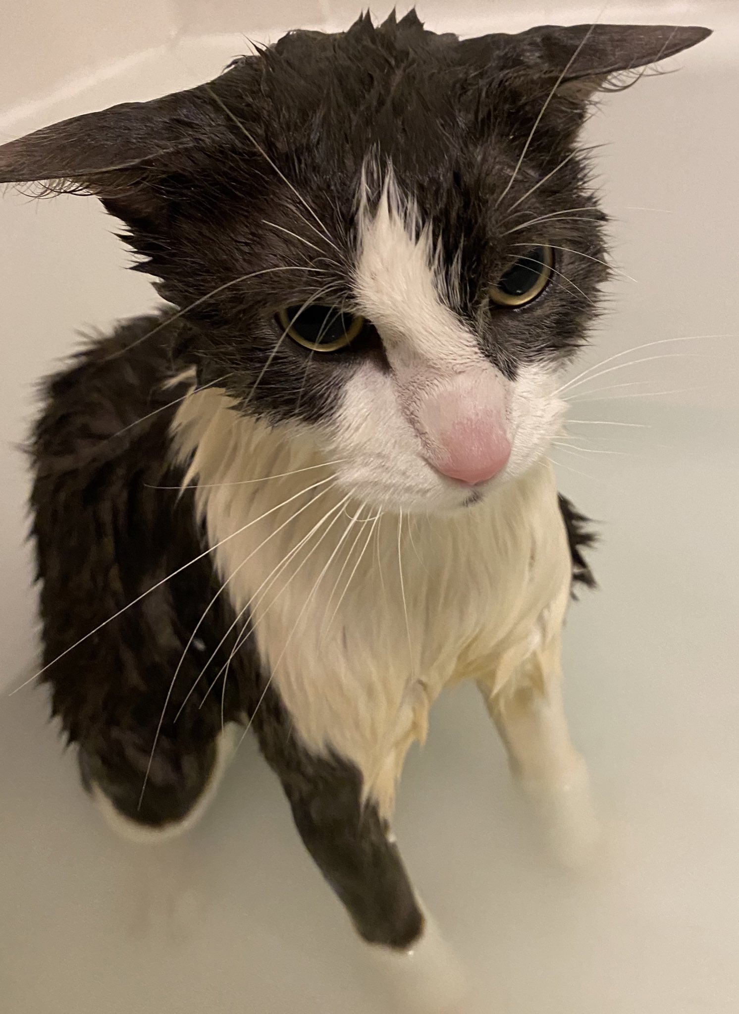 Angry wet beast fandom