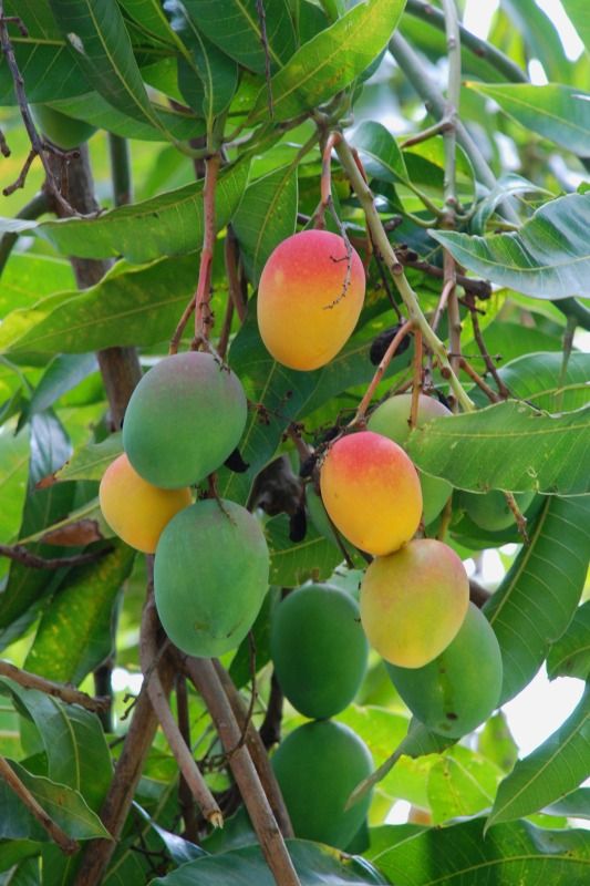 Ataulfo (mango) - Wikipedia