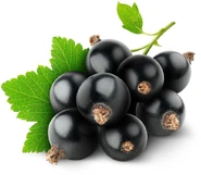 Чёрная смородина