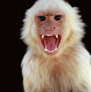 Angry-monkey-albino