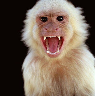 Angry-monkey-albino.jpg