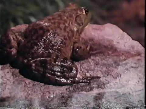 Frogs And How They Live (Revised Edition) | Educational Film Wiki | Fandom