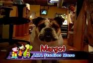 Margot, the bulldog at AKA Studios.