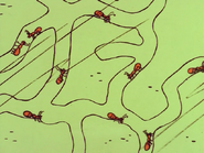 Edd's ants