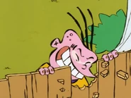 Eddy eating a fence.