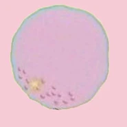 Jawbreaker.jpg (6 KB) A jawbreaker up close