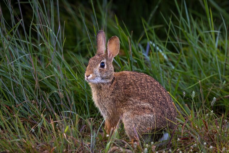 Зайцы фото в природе Jackalope Mythos State Park Wiki Fandom