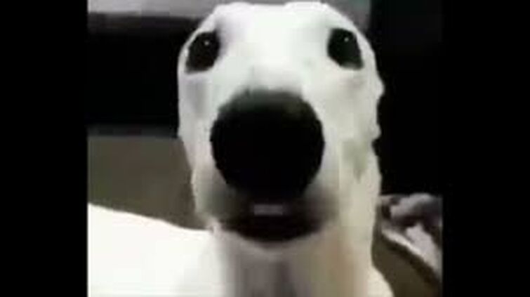 Собака стучит зубами мем Pin by Vladimir Mik on Собаки Bull terrier puppy, Bull terrier funny, Bull terri