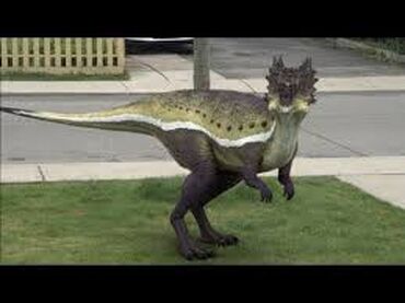 dracorex and stygimoloch