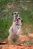 Meerkat flerb's avatar