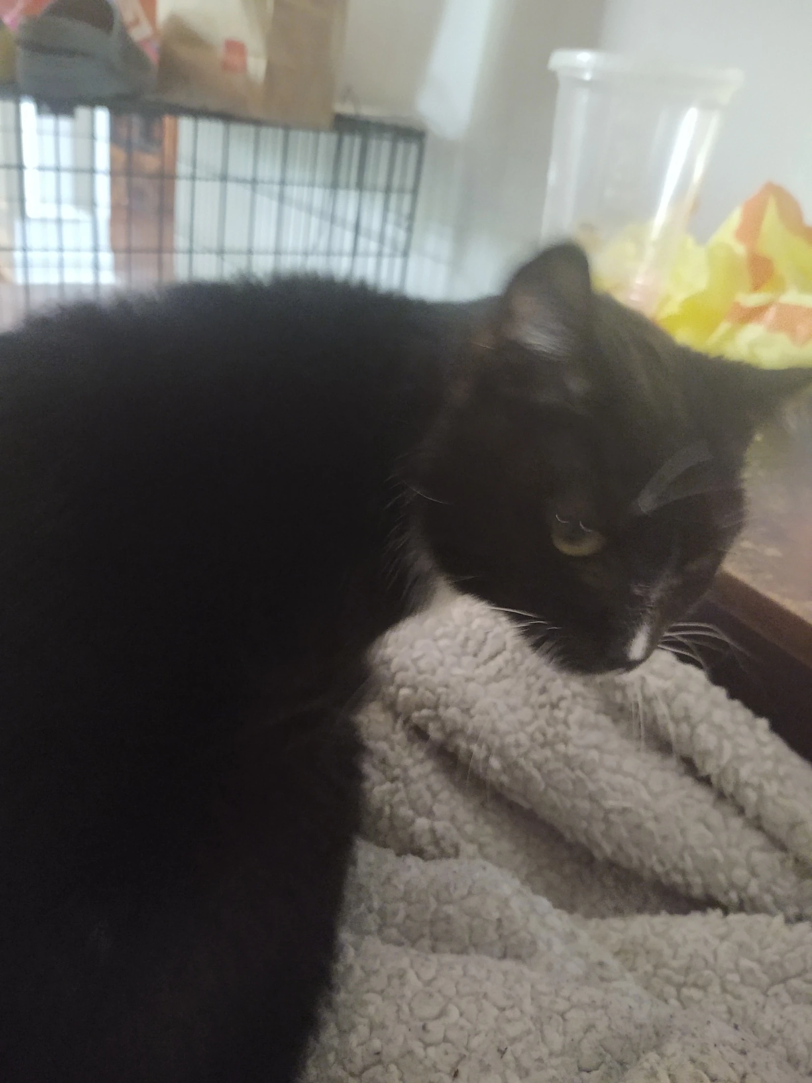 We're putting my cat down tomorrow. Fandom