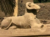 Criosphinx