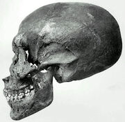 KV55Skull