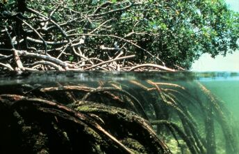 Mangroves