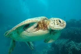SeaTurtle.jpeg
