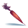 Carotte Sanguine