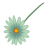 Kwiatek5